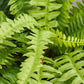 26" Natural Look Artificial Boston Fern Bush